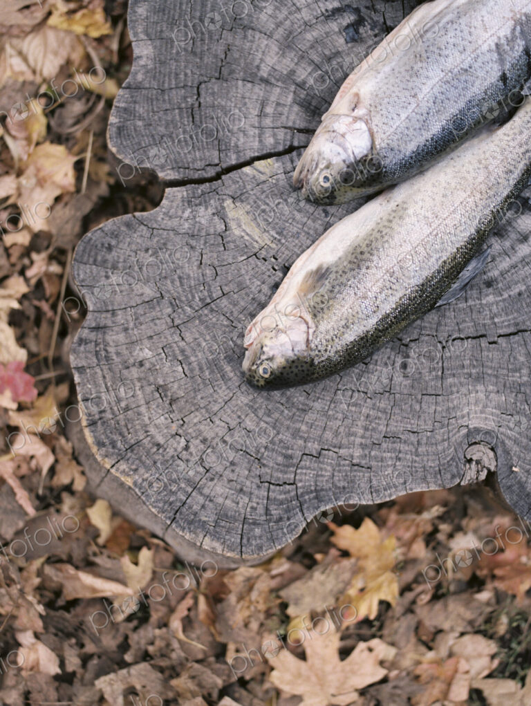 Two fish lying on a tree trunk.