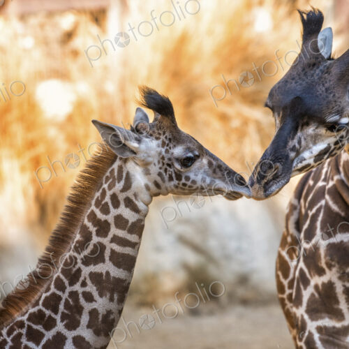 Two giraffes at Los Angeles Zoo nuzzling. Two giraffes at Los Angeles Zoo nuzzling.