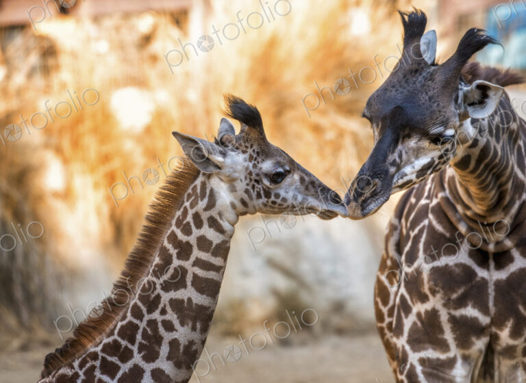 Two giraffes at Los Angeles Zoo nuzzling.