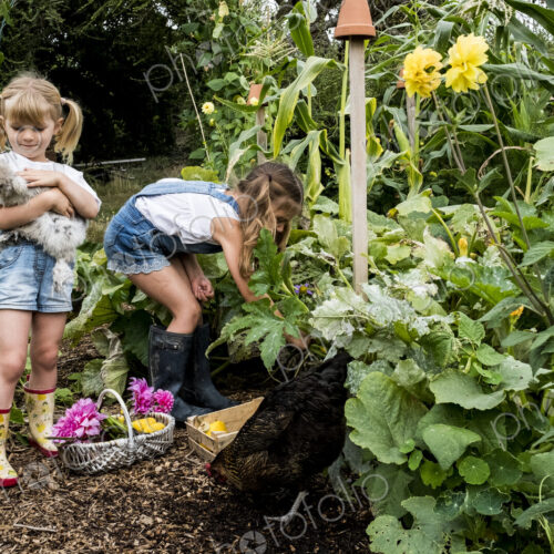 Two girls standing in a garden, holding chicken and picking vegetables. Two girls standing in a garden, holding chicken and picking vegetables.