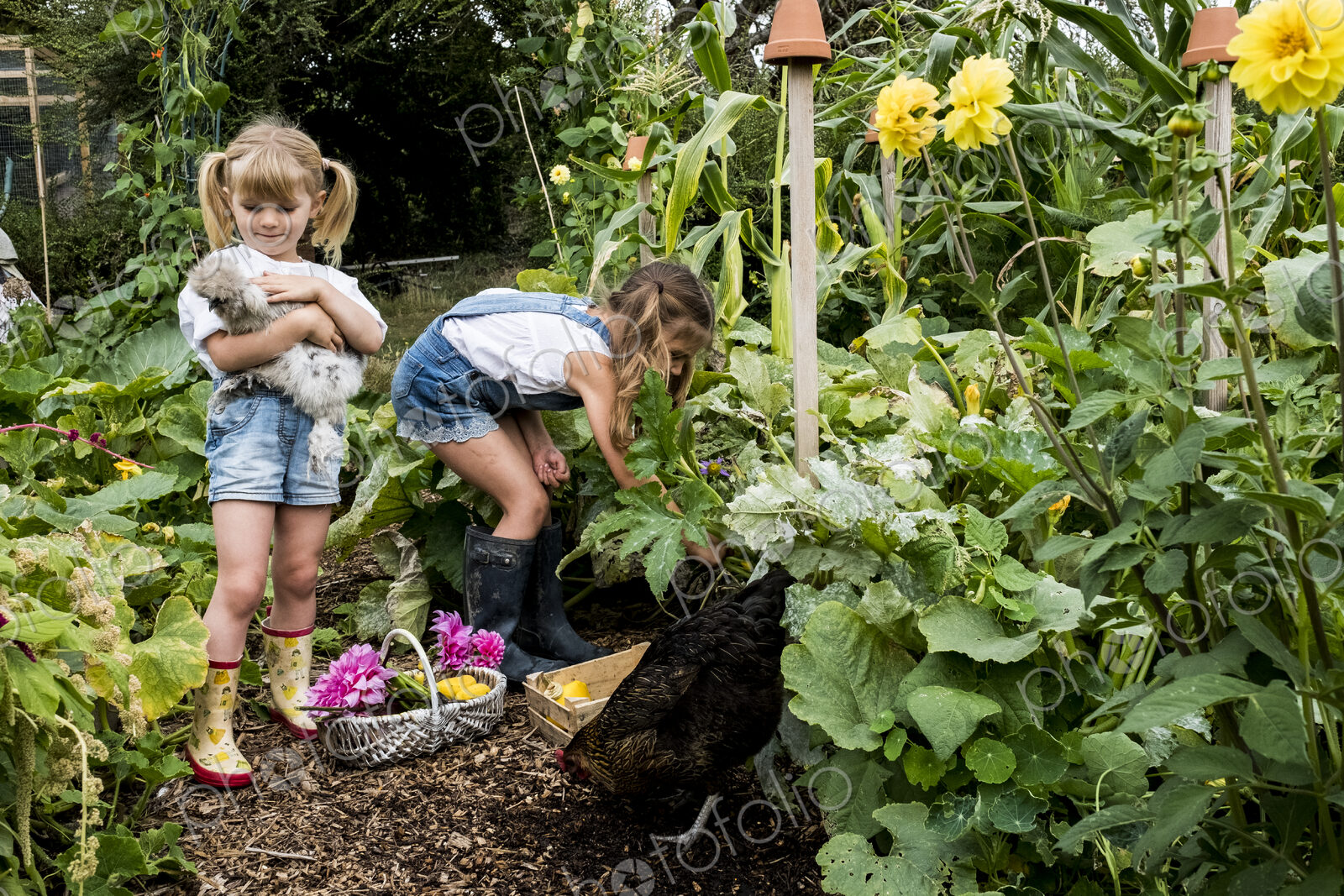 Two girls standing in a garden, holding chicken and picking vegetables.