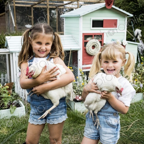 Two girls standing in front of hen house in a garden, holding white chickens, smiling… Two girls standing in front of hen house in a garden, holding white chickens, smiling…