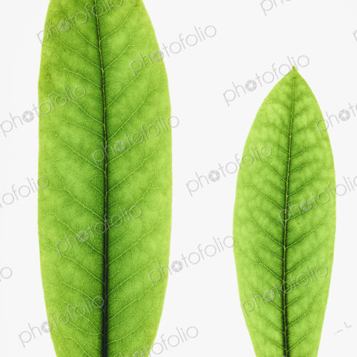 Two green Rhododendron leaves, one large and one small. Two green Rhododendron leaves, one large and one small.