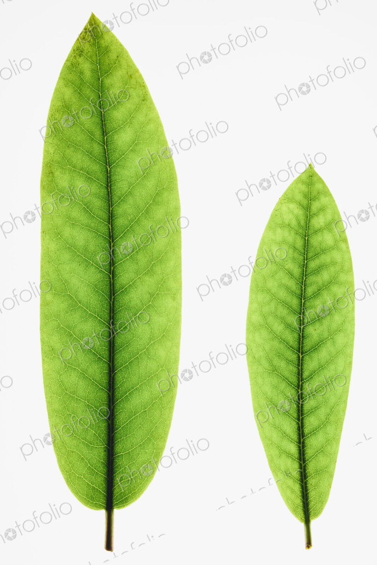 Two green Rhododendron leaves, one large and one small.