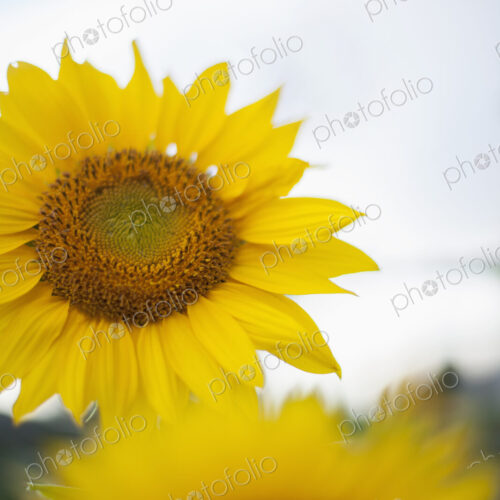 Two large yellow sunflowers. Two large yellow sunflowers.