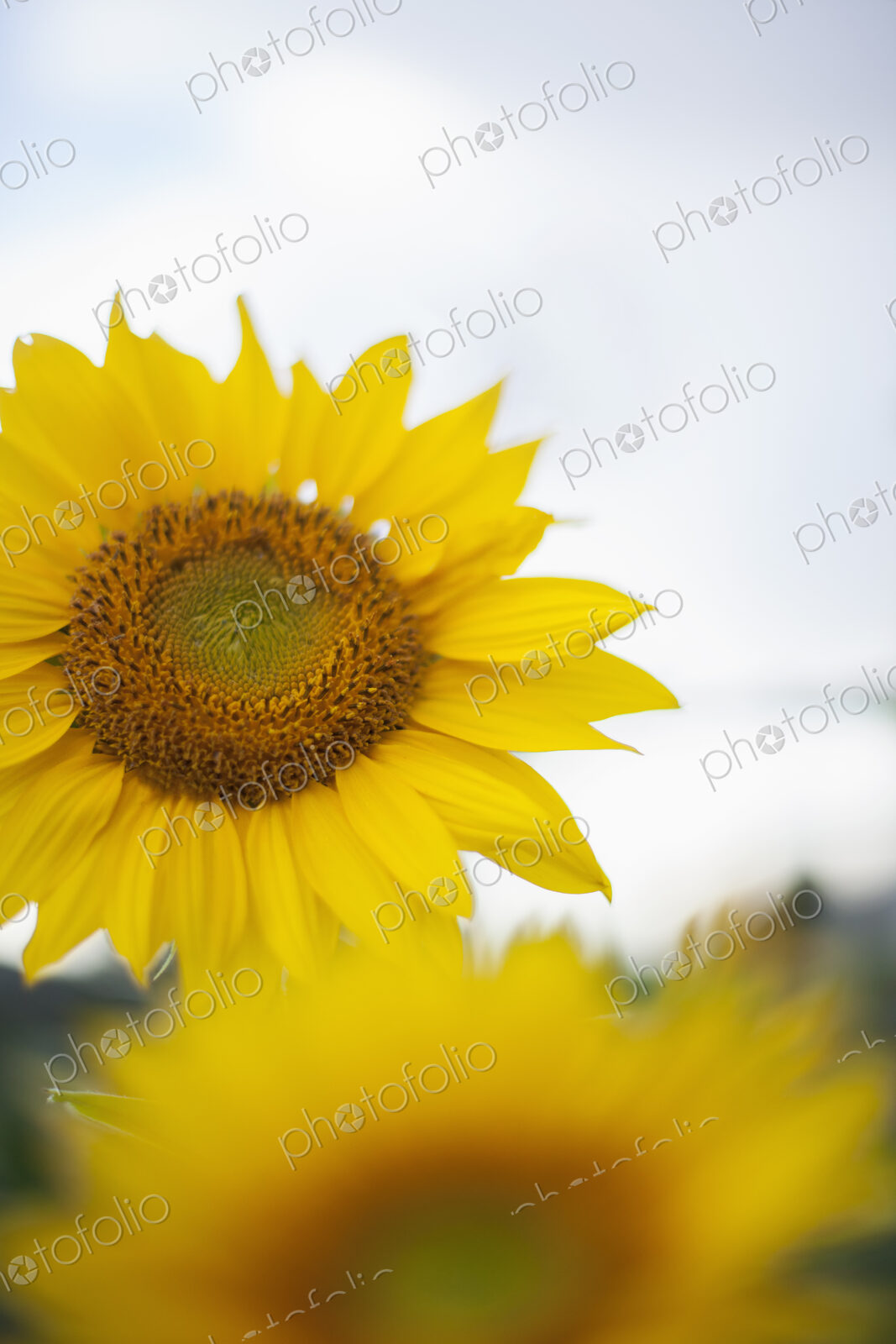 Two large yellow sunflowers.
