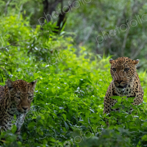 Two leopards, Panthera Pardus, together in long grass.