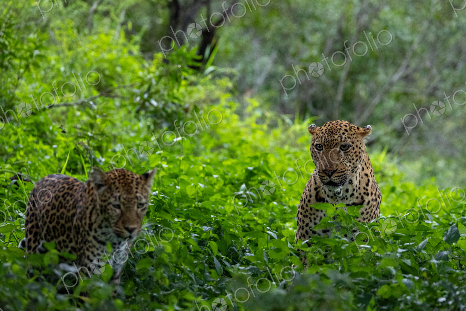 Two leopards, Panthera Pardus, together in long grass.