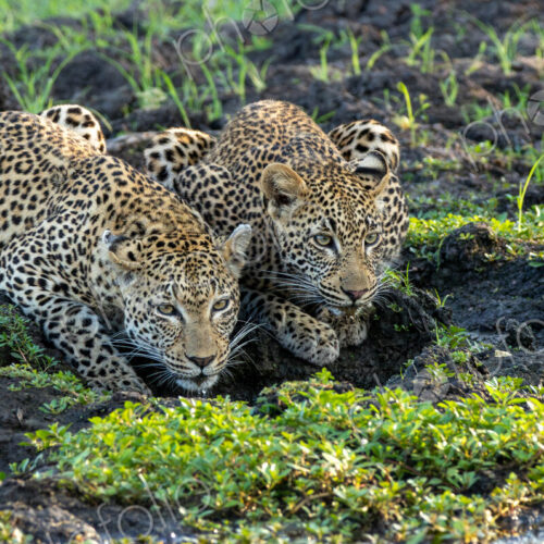 Two leopards, Panthera pardus, drinking from a puddle. Two leopards, Panthera pardus, drinking from a puddle.