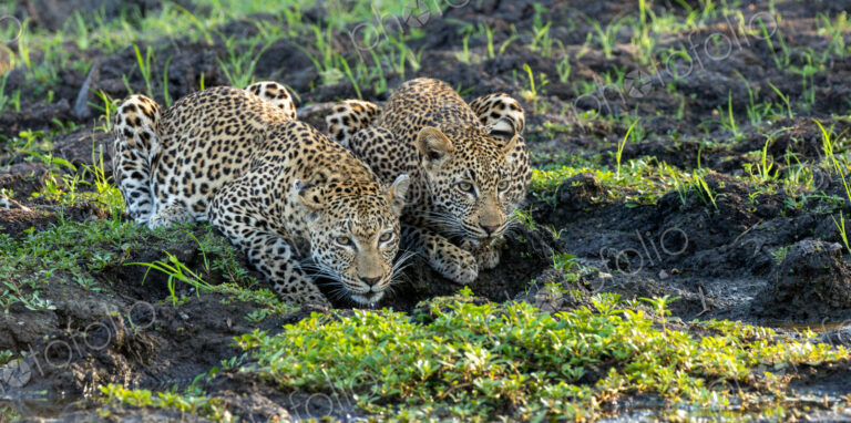 Two leopards, Panthera pardus, drinking from a puddle.