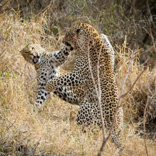 Two leopards, Panthera pardus, fighting, snarling and on their hind legs, in dry… Two leopards, Panthera pardus, fighting, snarling and on their hind legs, in dry…