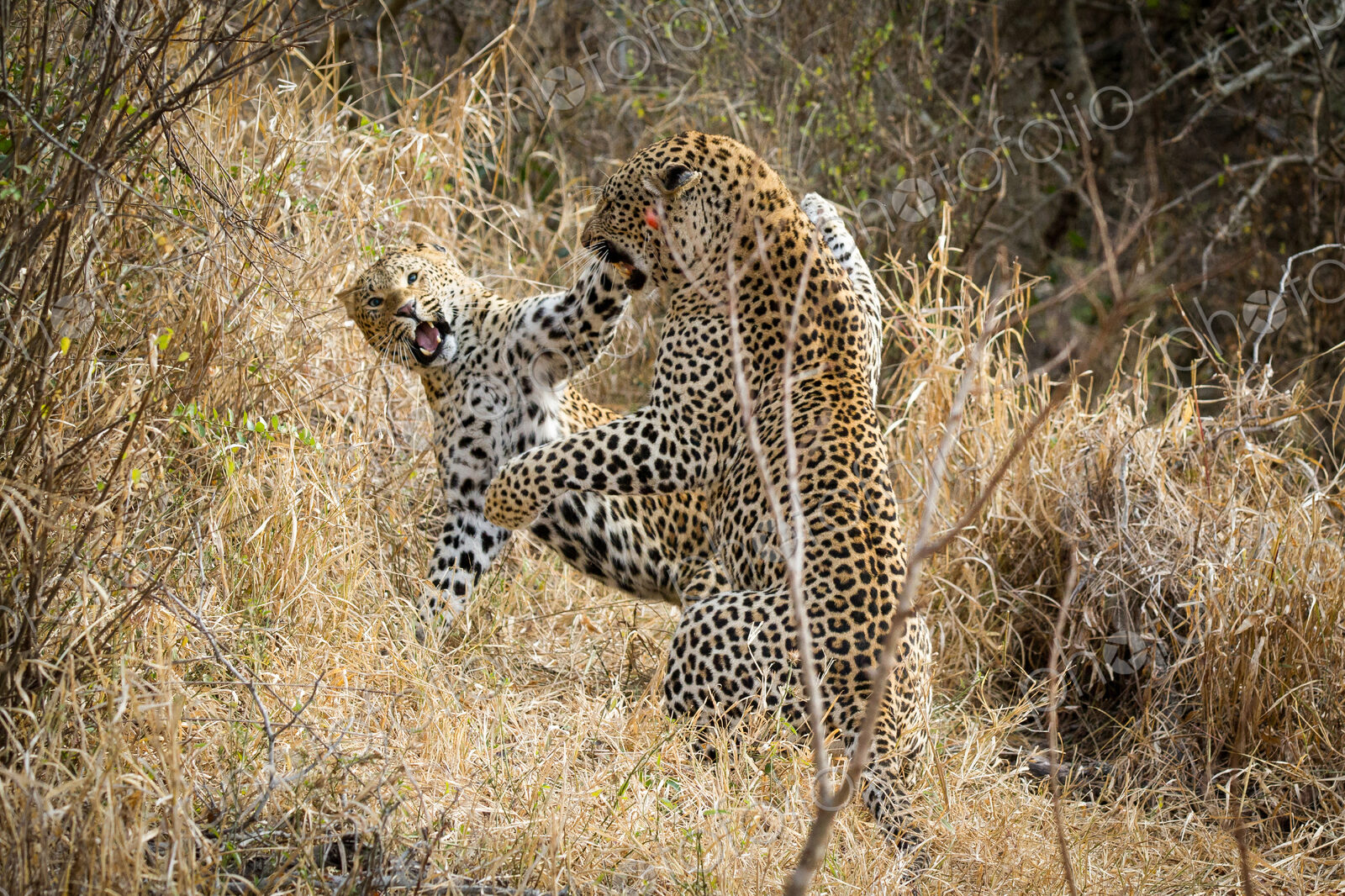 Two leopards, Panthera pardus, fighting, snarling and on their hind legs, in dry…