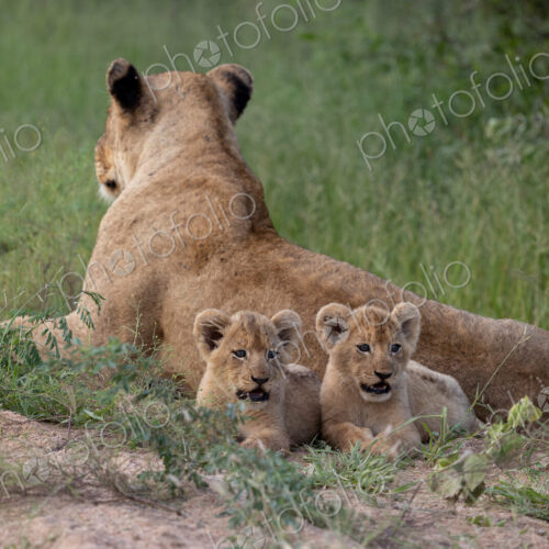 Two lion cubs, Panthera Leo, lying next to their mother. Two lion cubs, Panthera Leo, lying next to their mother.