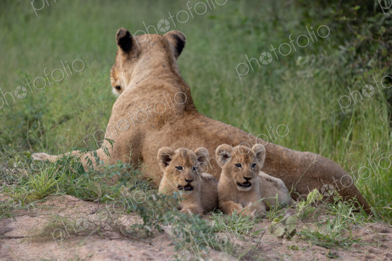 Two lion cubs, Panthera Leo, lying next to their mother.
