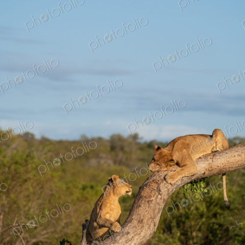 Two lion cubs, Panthera leo, climbing a tree. Two lion cubs, Panthera leo, climbing a tree.