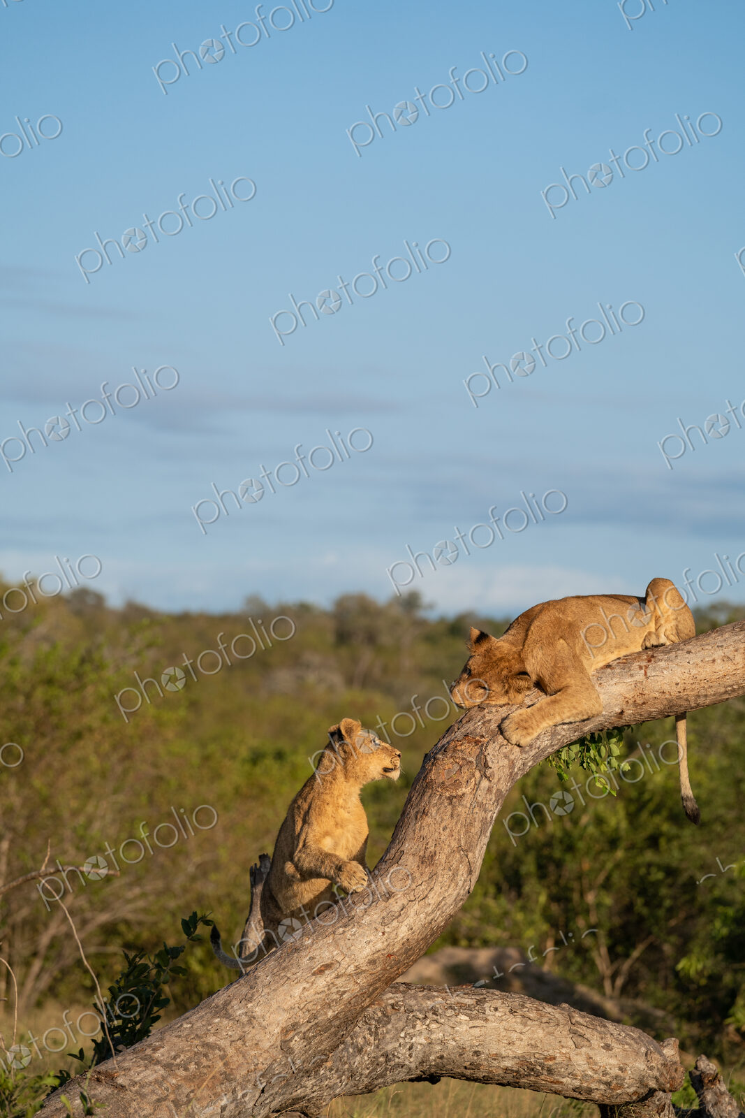 Two lion cubs, Panthera leo, climbing a tree.