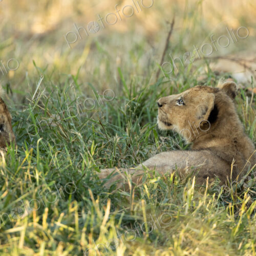 Two lion cubs, Panthera leo, lying together in grass. Two lion cubs, Panthera leo, lying together in grass.