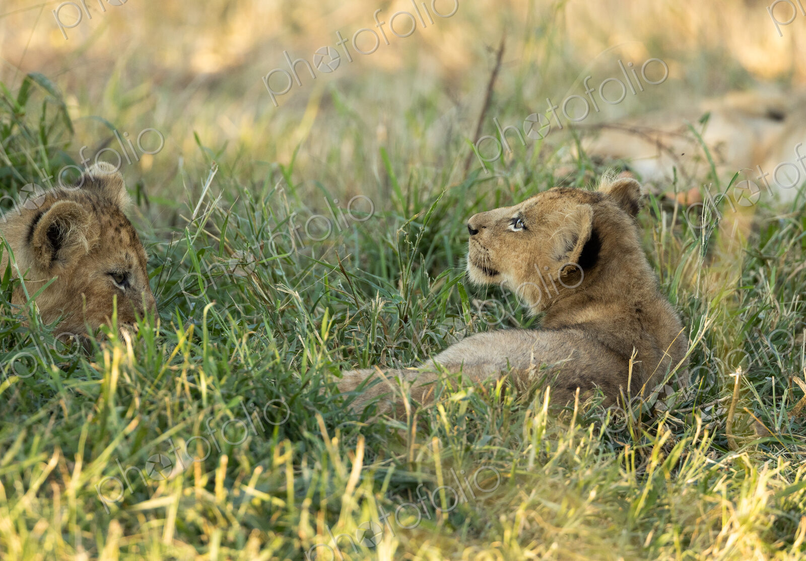 Two lion cubs, Panthera leo, lying together in grass.