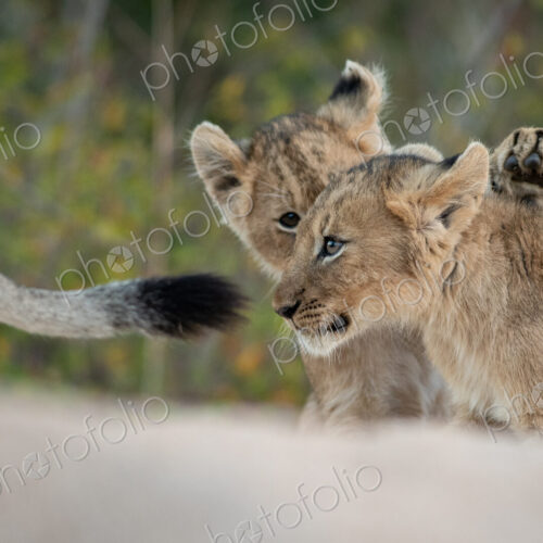 Two lion cubs, Panthera leo, play togther while following their mother Two lion cubs, Panthera leo, play togther while following their mother