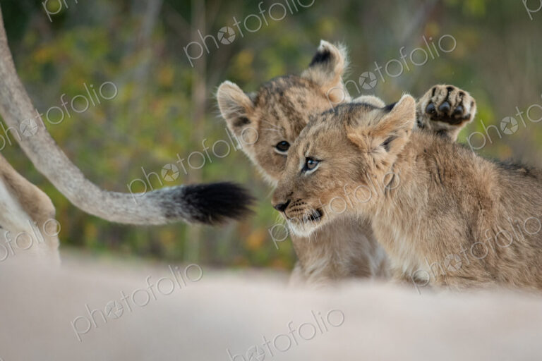 Two lion cubs, Panthera leo, play togther while following their mother