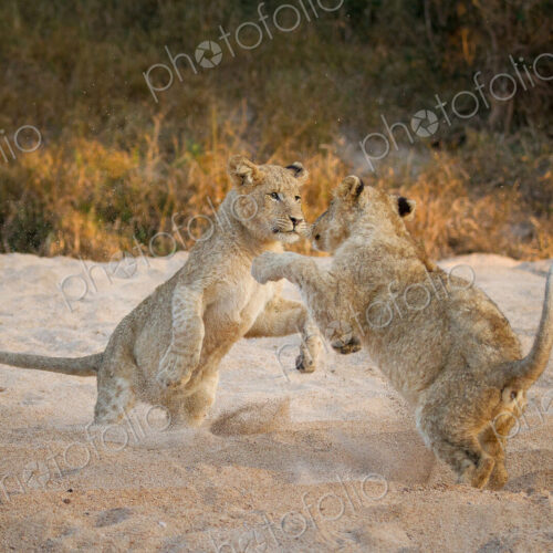 Two lion cubs, Panthera leo, stand on their hind legs in sand while playing, paws in… Two lion cubs, Panthera leo, stand on their hind legs in sand while playing, paws in…