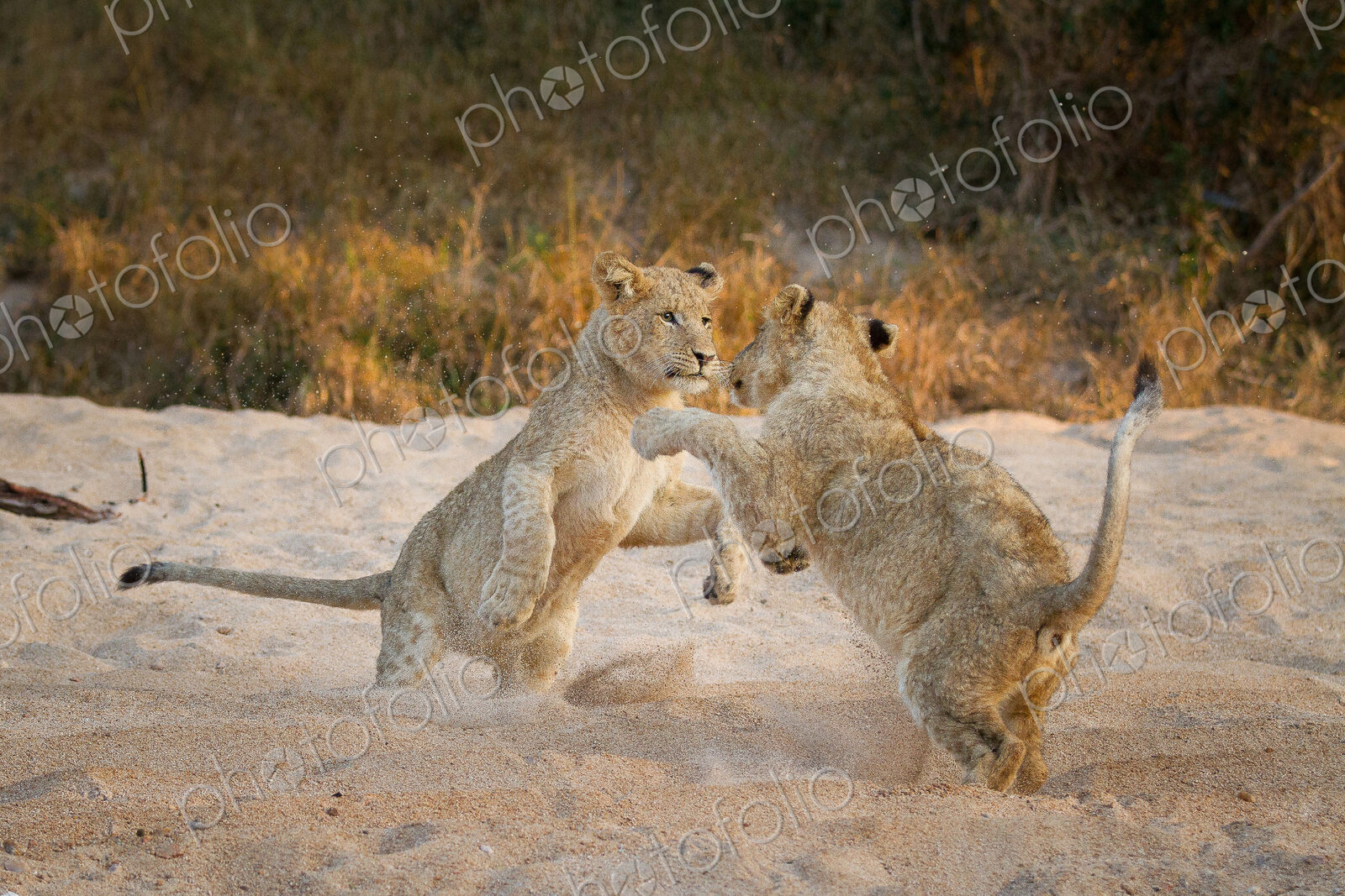 Two lion cubs, Panthera leo, stand on their hind legs in sand while playing, paws in…