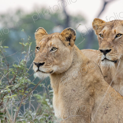Two lionesses, Panthera leo, standing together. Two lionesses, Panthera leo, standing together.