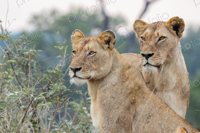 Two lionesses, Panthera leo, standing together.
