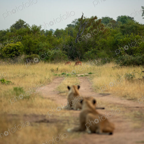 Two lions, Panthera leo, lying on a dirt track, watching impalas in the distance. Two lions, Panthera leo, lying on a dirt track, watching impalas in the distance.