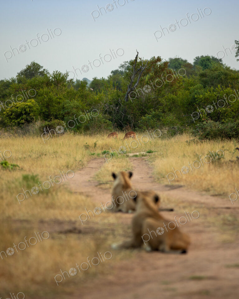 Two lions, Panthera leo, lying on a dirt track, watching impalas in the distance.