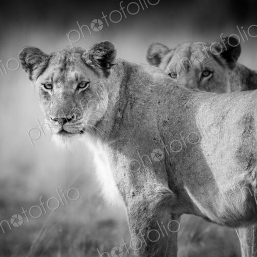 Two lions, Panthera leo, standing with alert, in black and white Two lions, Panthera leo, standing with alert, in black and white