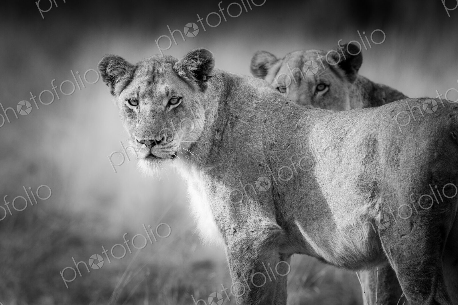 Two lions, Panthera leo, standing with alert, in black and white