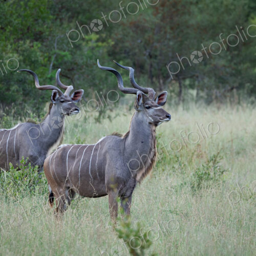 Two male Kudu, Tragelaphus strepsiceros, staring out. Two male Kudu, Tragelaphus strepsiceros, staring out.