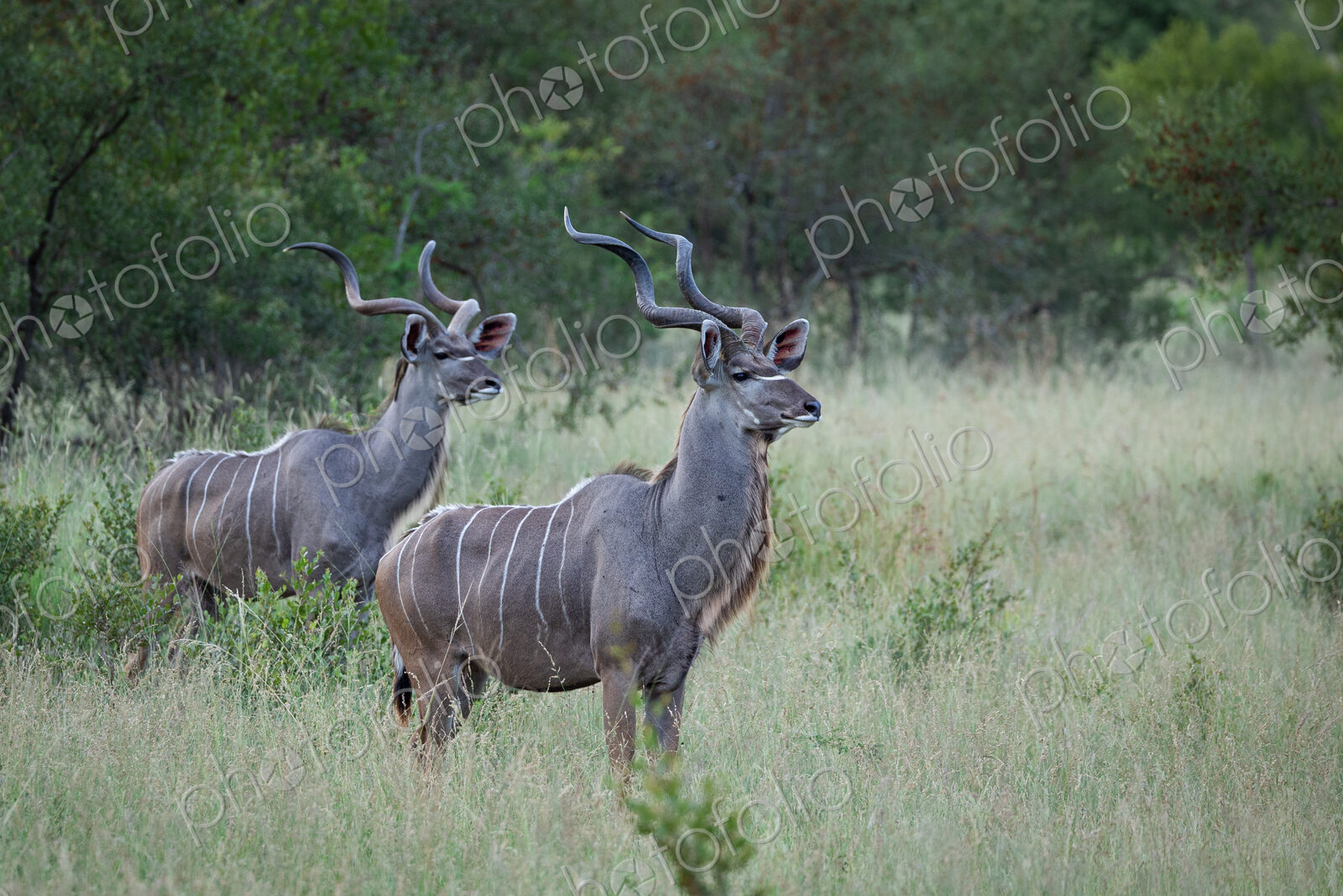 Two male Kudu, Tragelaphus strepsiceros, staring out.