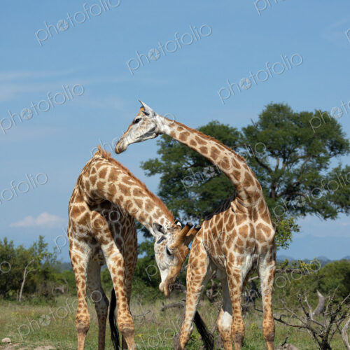 Two male giraffe, Giraffa, necking. Two male giraffe, Giraffa, necking.