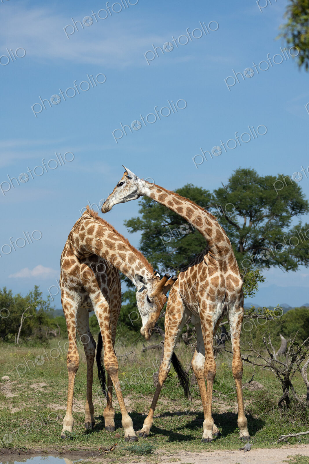 Two male giraffe, Giraffa, necking.