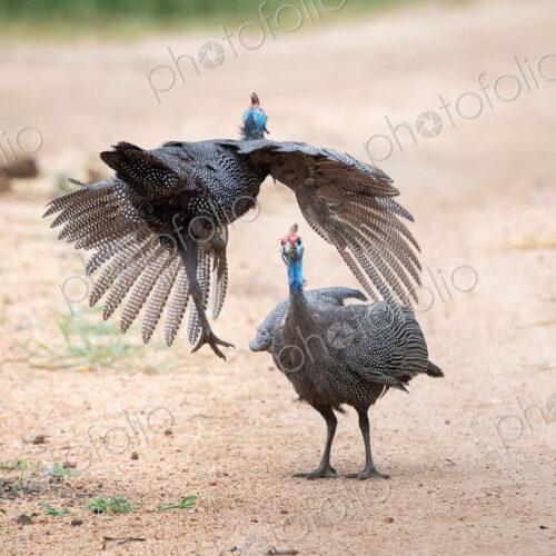 Two male helmeted guineafowls, Numida meleagris, fight each other, one flies towards…