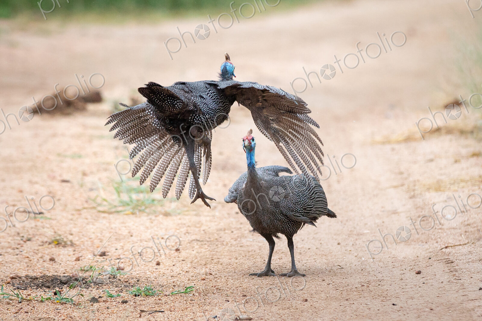 Two male helmeted guineafowls, Numida meleagris, fight each other, one flies towards…