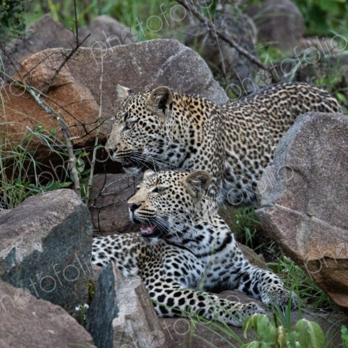 Two male leopards, Panthera pardus, on a boulder.