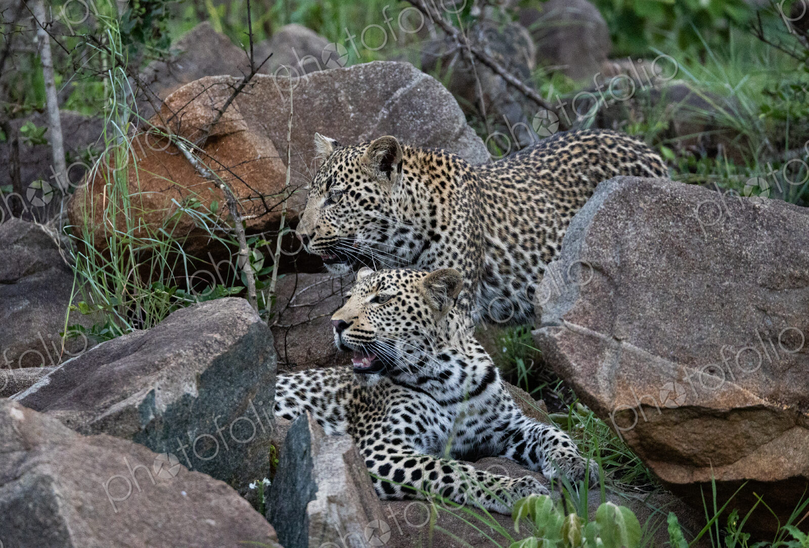 Two male leopards, Panthera pardus, on a boulder.