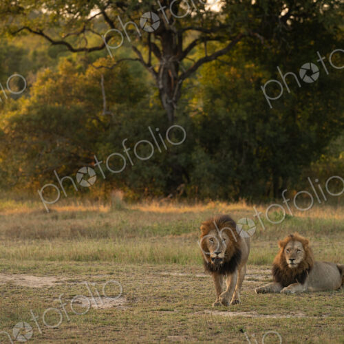 Two male lions, Panthera leo.