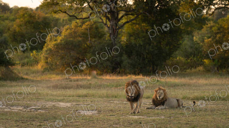 Two male lions, Panthera leo.