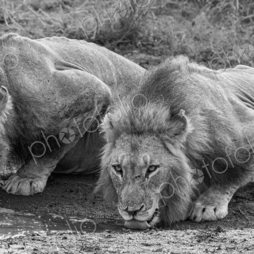 Two male lions, Panthera leo, drinking next to each other, in black and white. Two male lions, Panthera leo, drinking next to each other, in black and white.