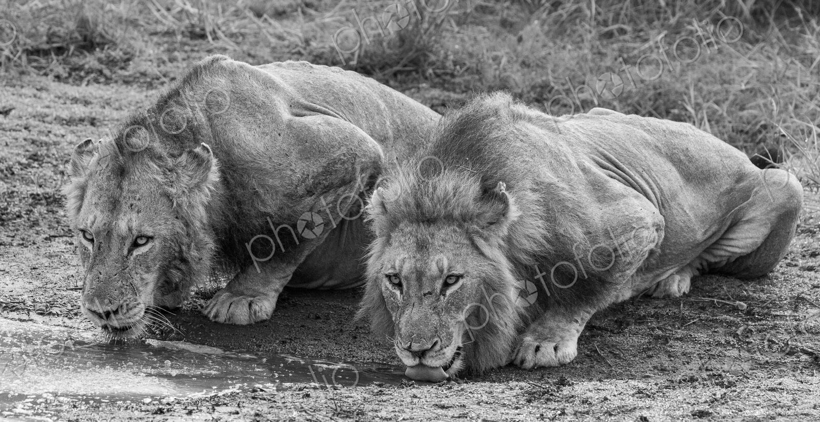 Two male lions, Panthera leo, drinking next to each other, in black and white.