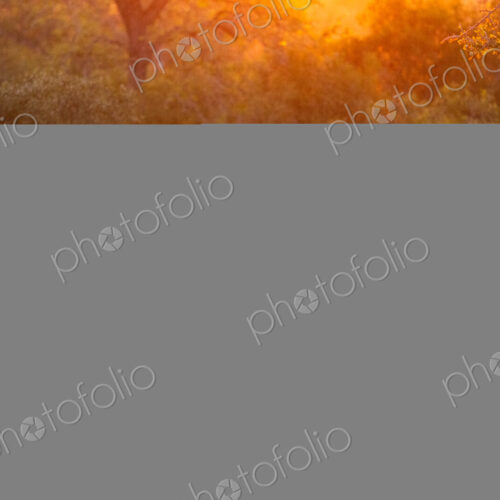Two male lions, Panthera leo, lying in grass during sunrise.