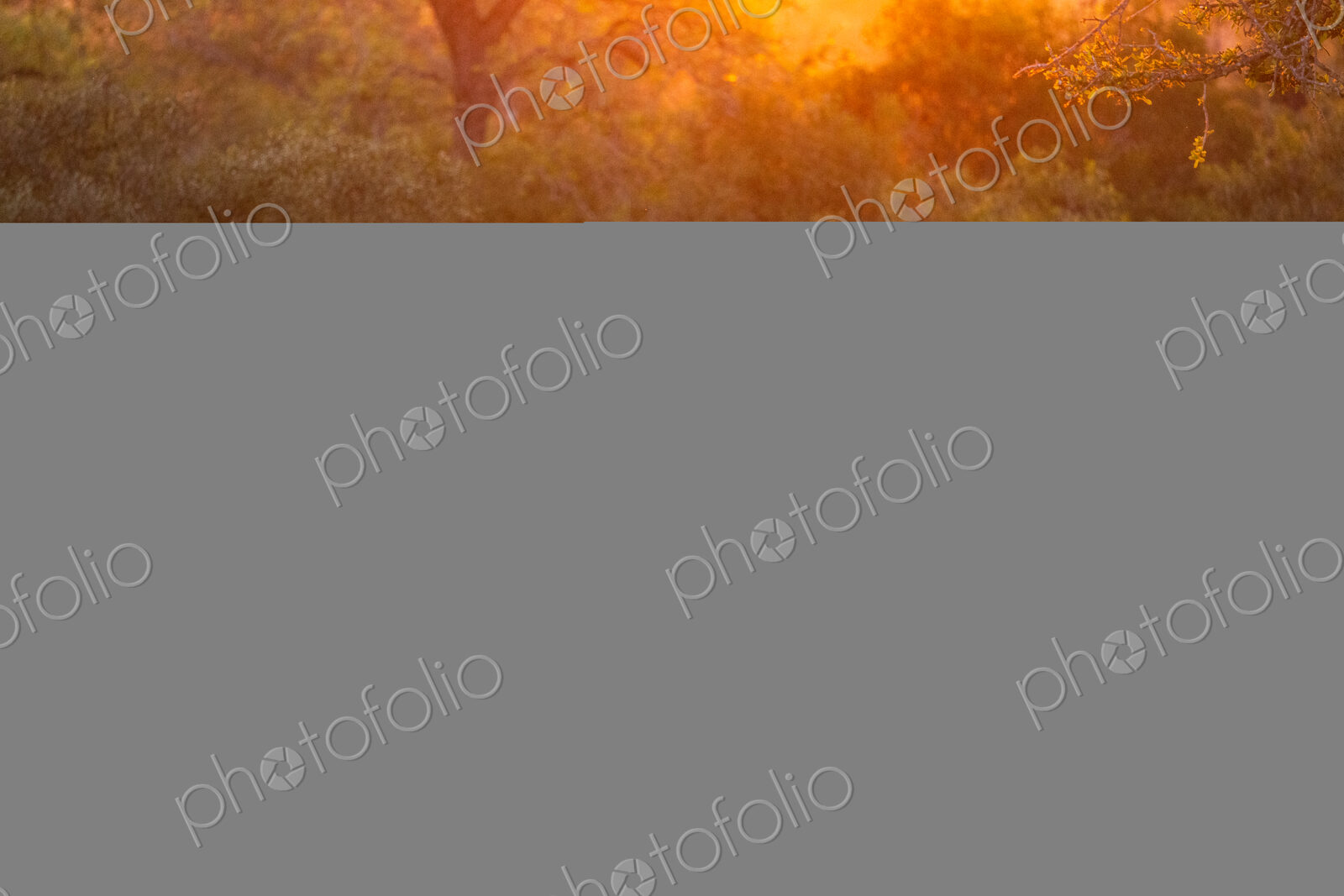 Two male lions, Panthera leo, lying in grass during sunrise.