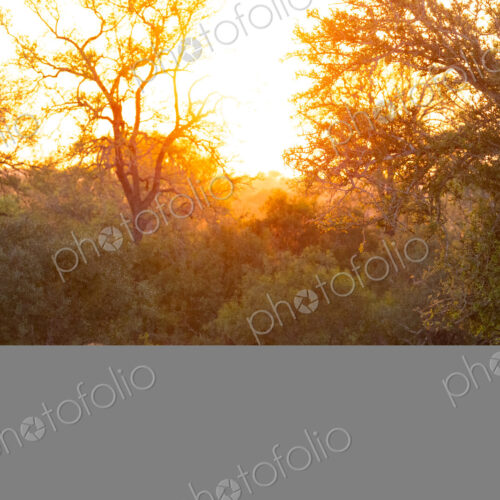 Two male lions, Panthera leo, lying in grass during sunrise.