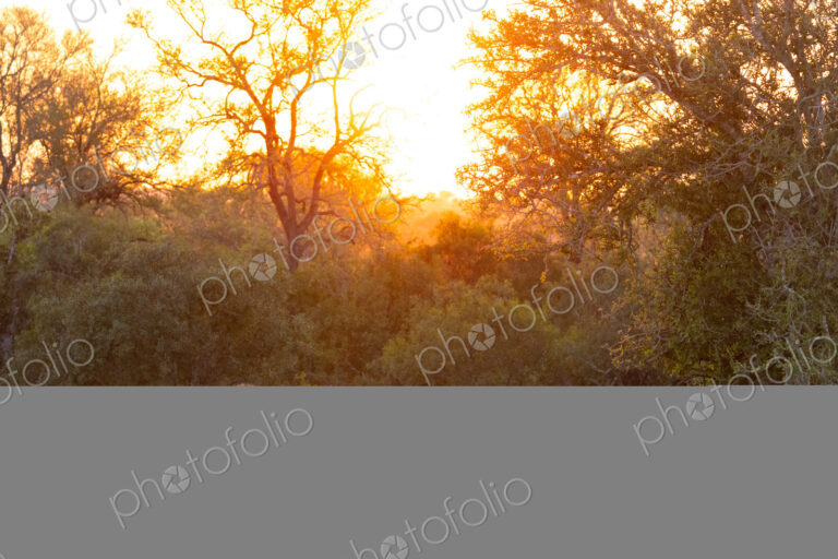 Two male lions, Panthera leo, lying in grass during sunrise.