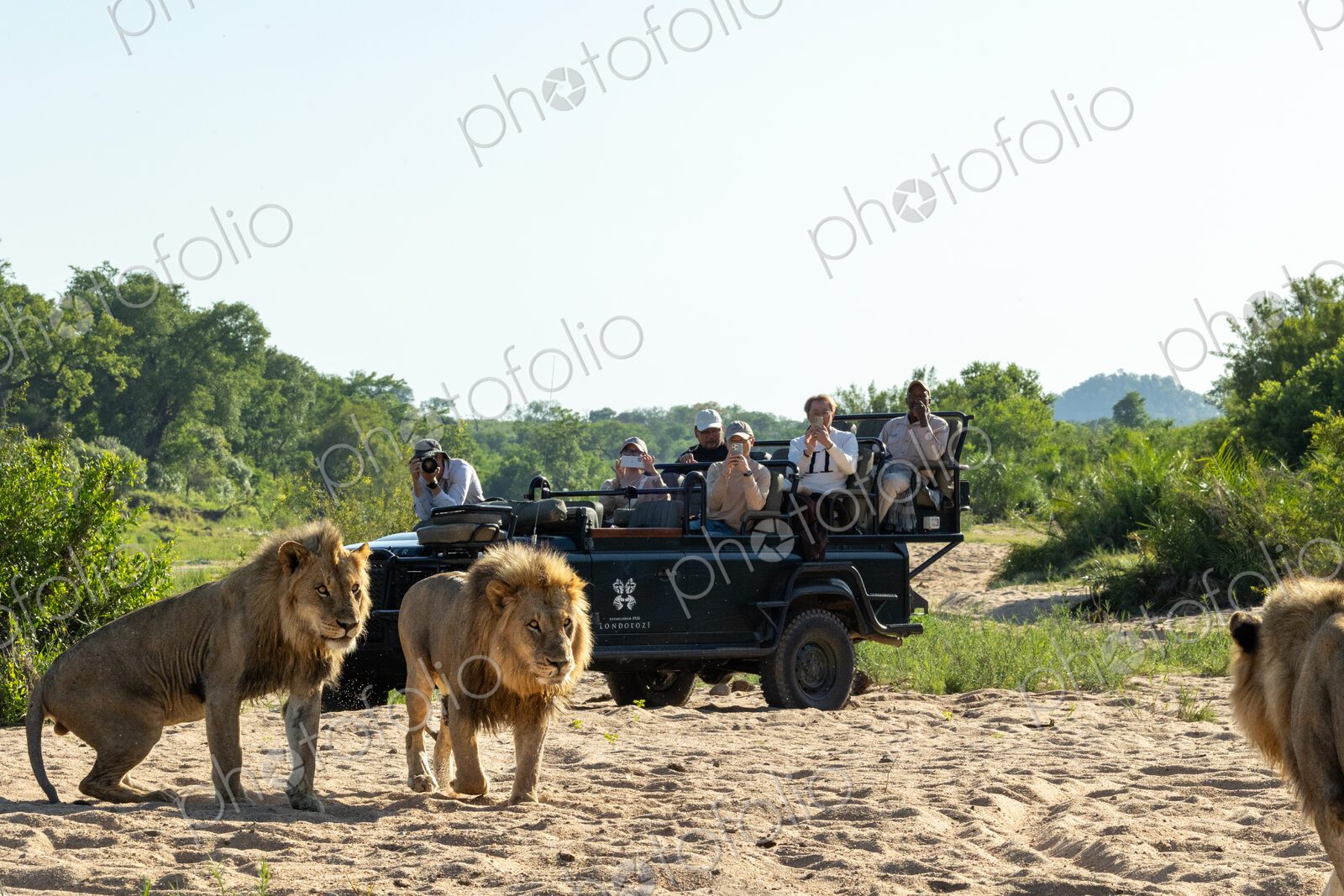 Two male lions, Panthera leo, resting together, with a safari vehicle behind them.