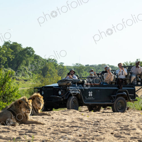 Two male lions, Panthera leo, resting together, with a safari vehicle behind them. Two male lions, Panthera leo, resting together, with a safari vehicle behind them.